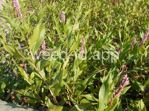 smartweed, water